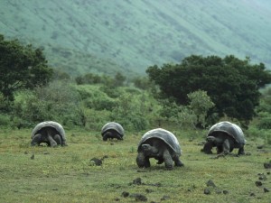 Galapagos-Islands-Tortoise-1024x768