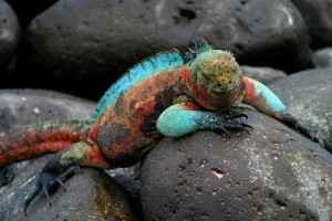 galapagos-islands-espanola-island-marine-iguana