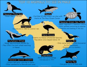 top-10-animals-infographic1